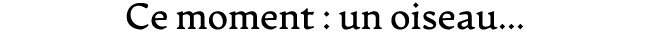 Ce moment : un oiseau…